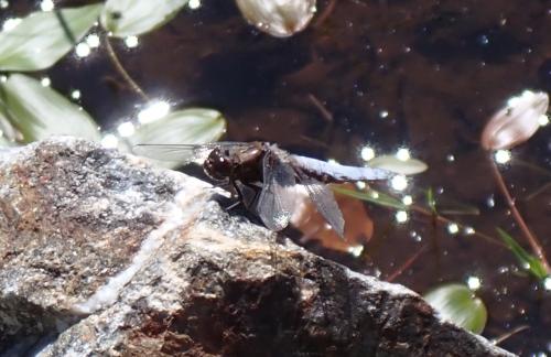 Libellula depressa
